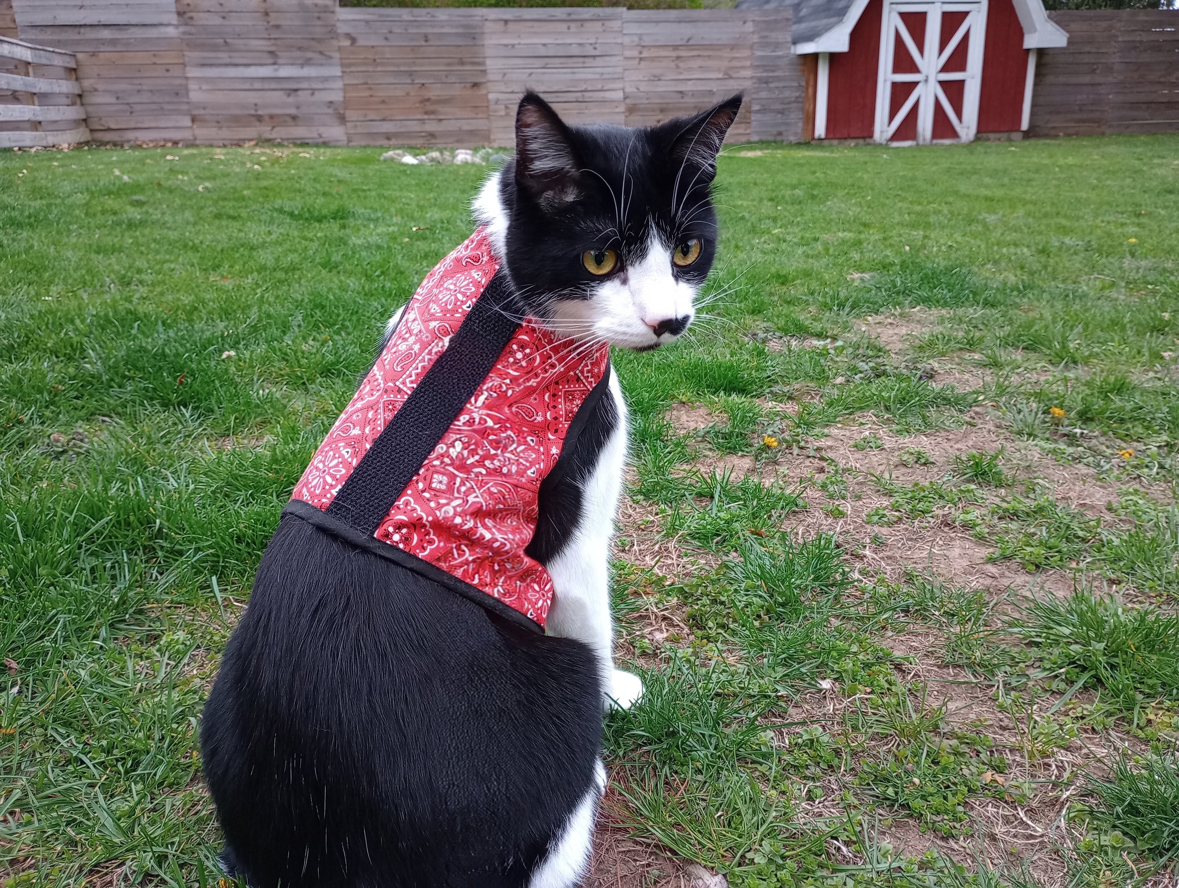 black-and-white-cat-wearing-red-vest